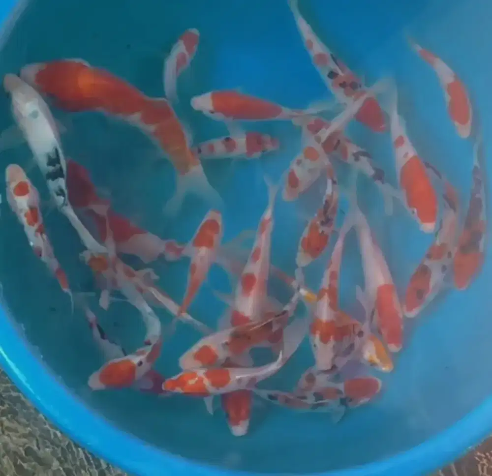 Ikan koi size 13_15cm