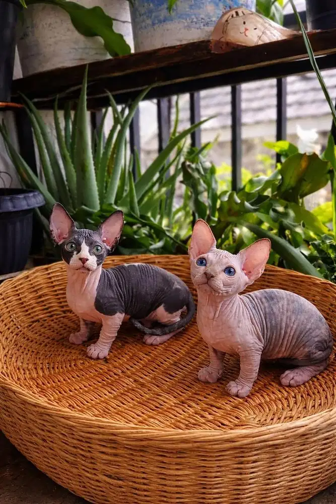 kitten bambino jantan dan betina