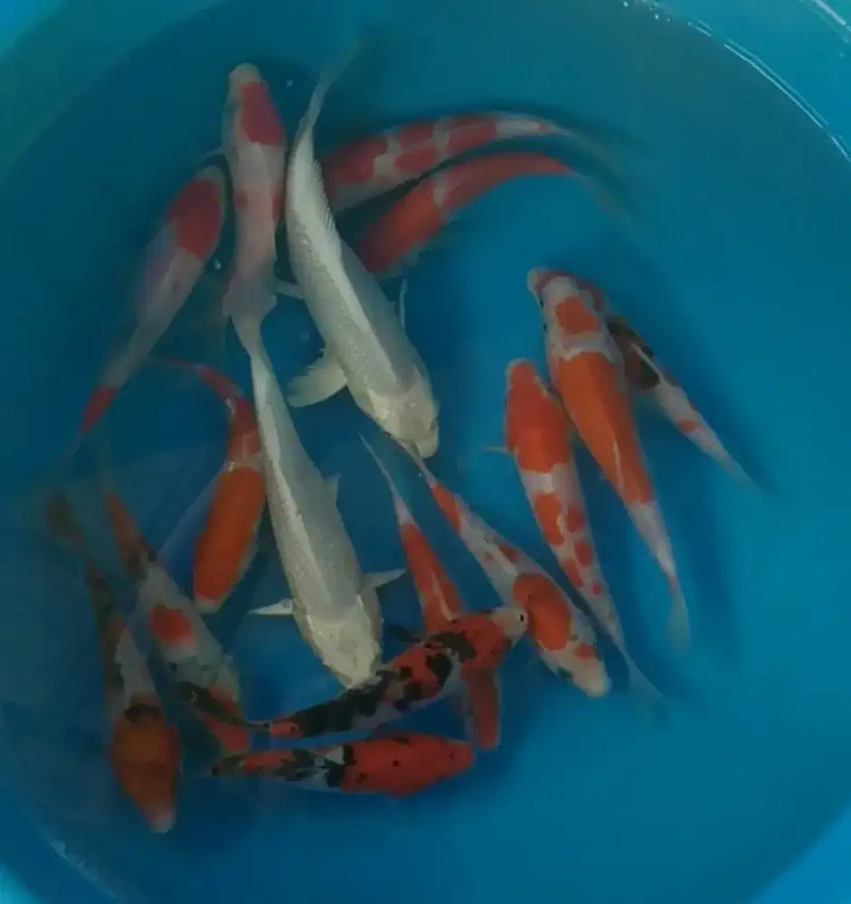 Ikan koi size 15_20cm