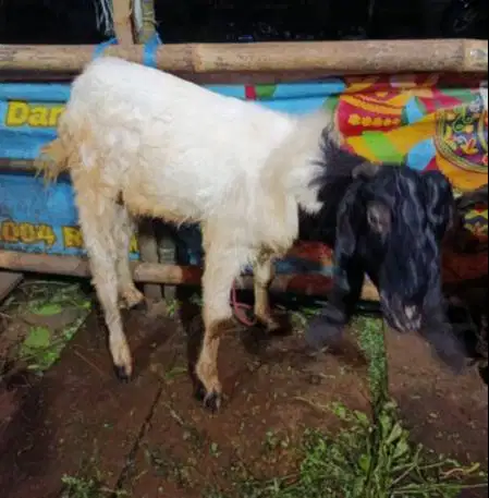 kambing qurban kiloan 40kiloUP siap hewan kurban murmer jamin manteb