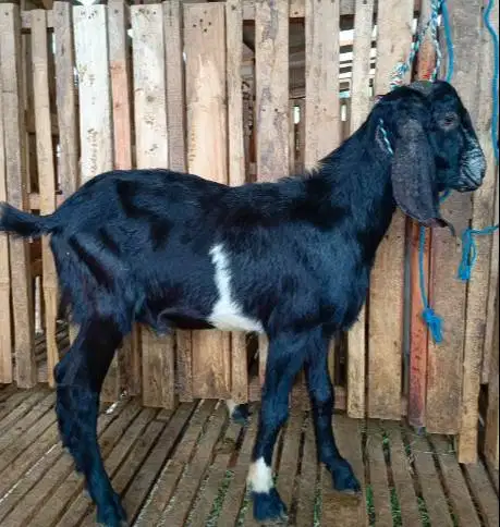 kambing qurban kiloan 40kiloUP siap hewan kurban murmer jamin manteb