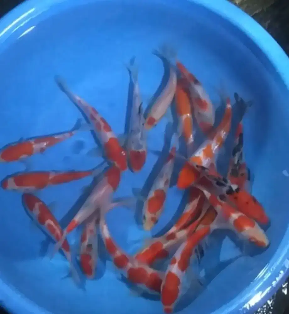 Ikan koi size 15_20cm