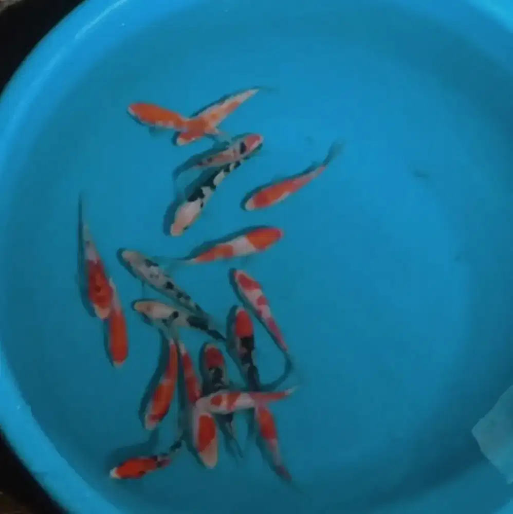 Ikan koi size 13cm