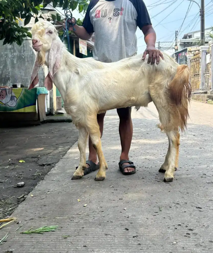 Senduro 1meter Qurban
