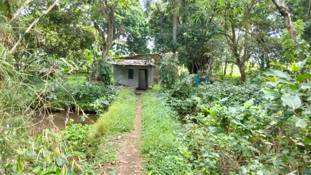 Dijual cepat tanah/ kebun SHM