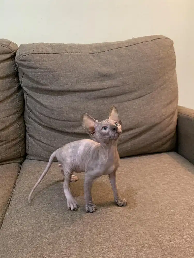 kitten bambino betina warna tortie