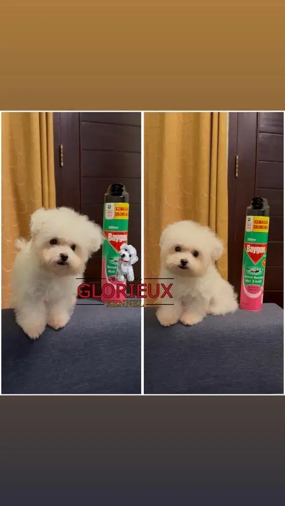 Ready male tiny bichon korean bloodline