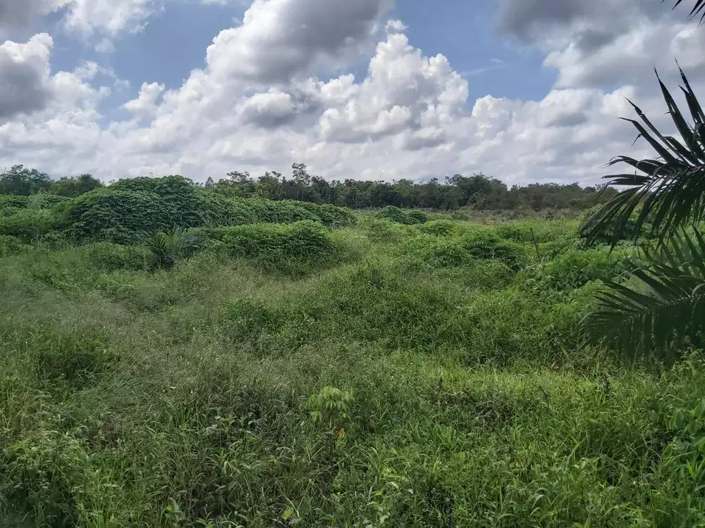 DIJUAL TANAH 13 HA, DEKAT PESANTREN TEKNOLOGI RIAU, SIAK HULU - KAMPAR