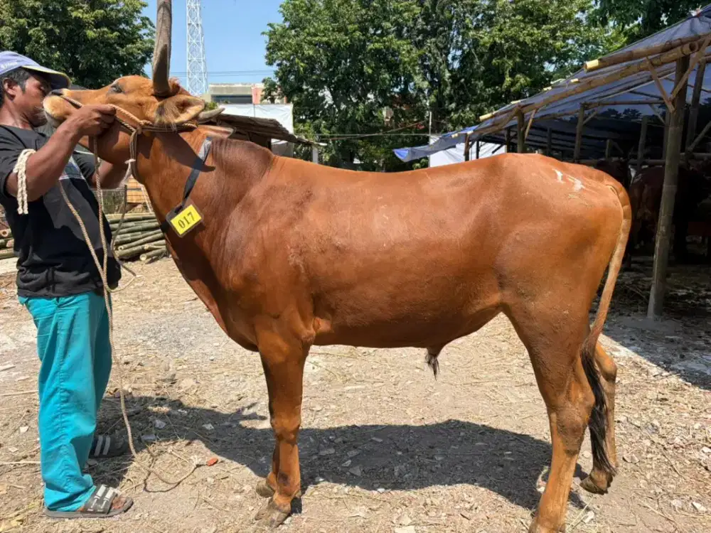 Sapi Qurban Surabaya