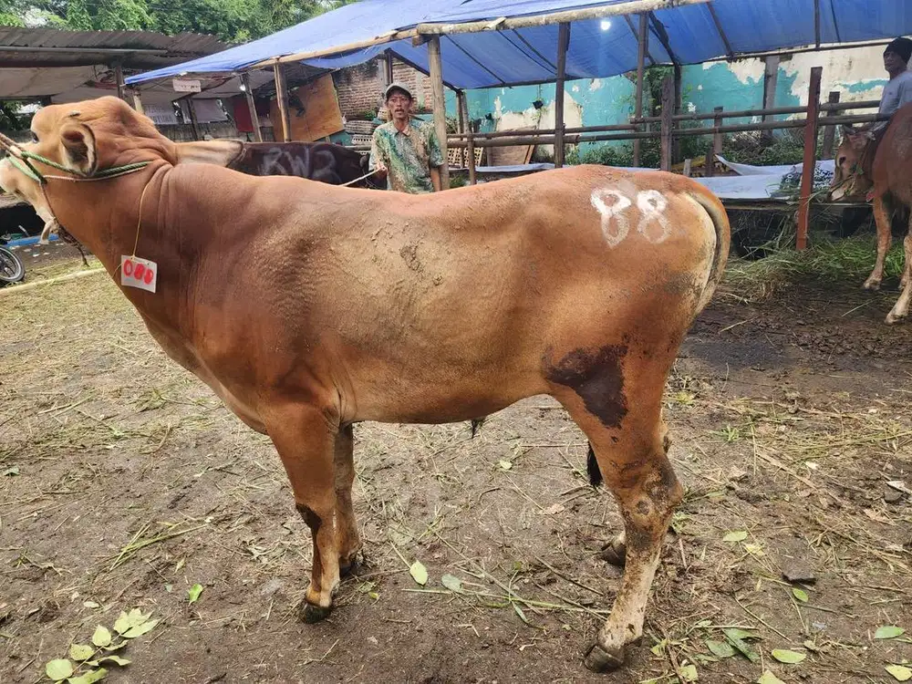 JUAL SAPI MURAH & BERKUALITAS SURABAYA