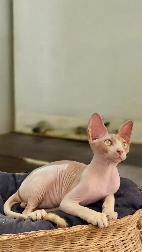 sphynx jantan (bambino NS) jantan