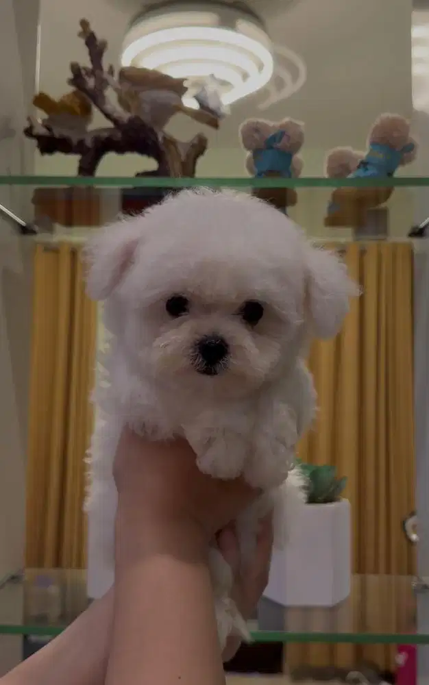 Ready female bichon korean bloodline