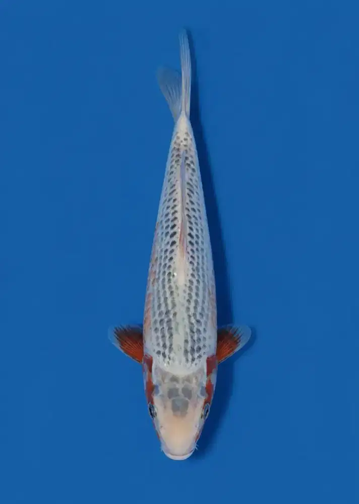 Koi Asagi Damiri