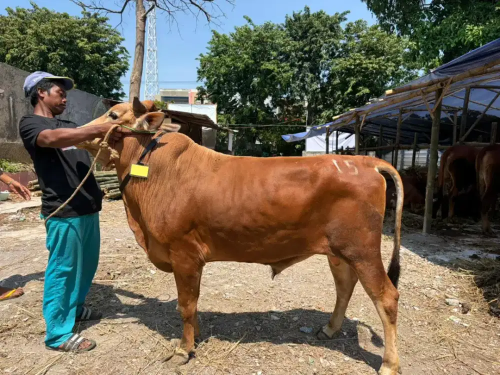 Jual Sapi Qurban Murah