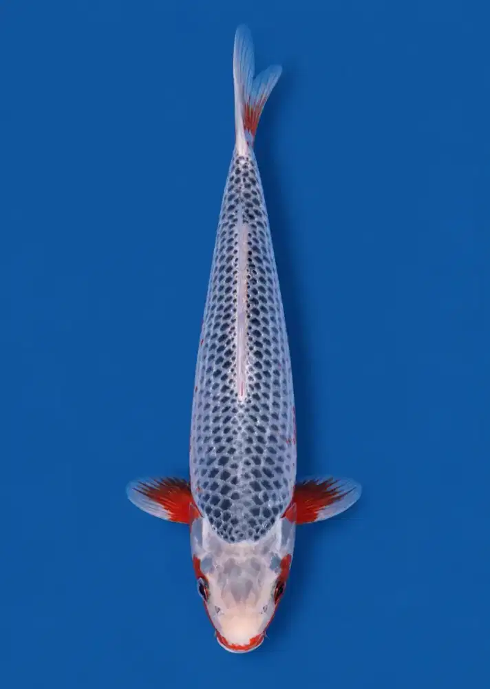 Koi Asagi Damiri