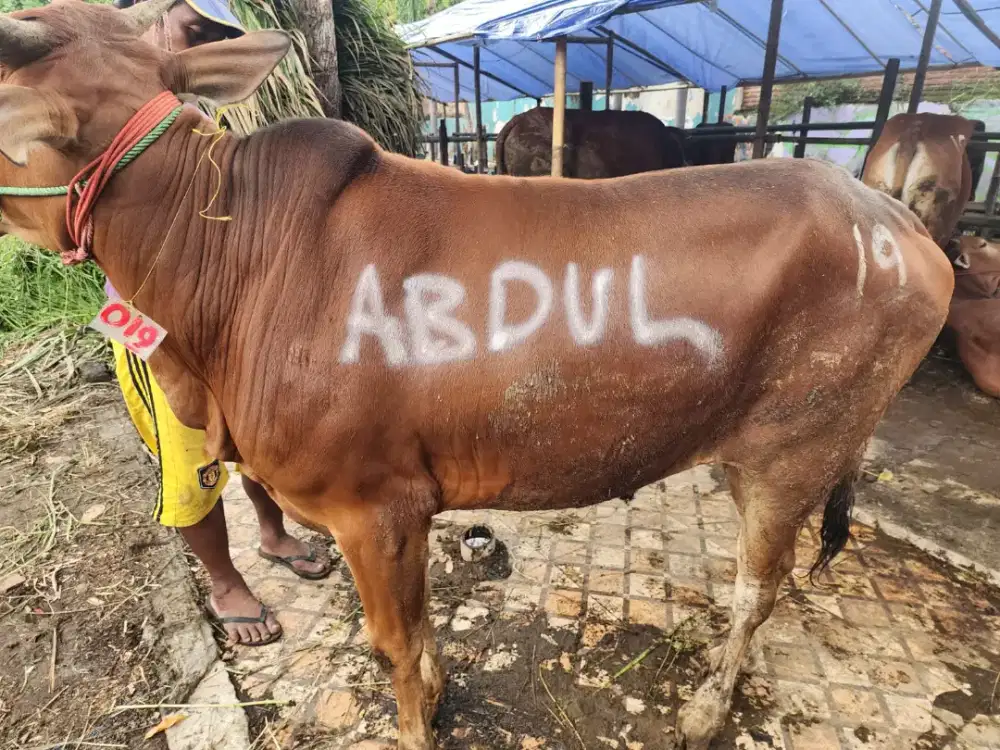 SAPI KURBAN SURABAYA