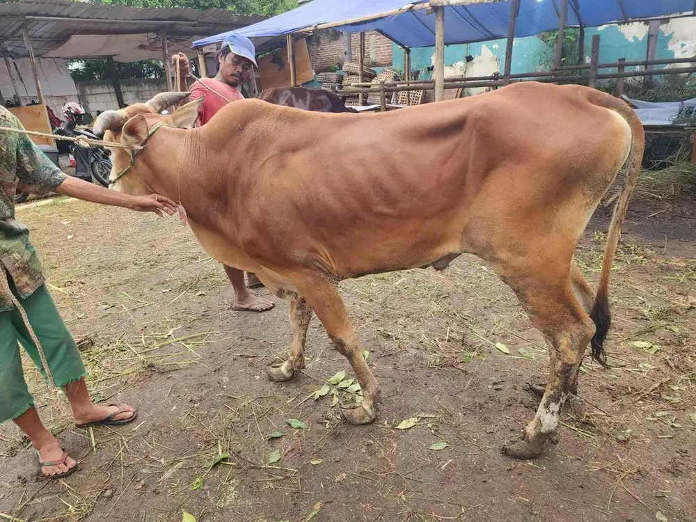 JUAL HEWAN QURBAN MURAH SURABAYA