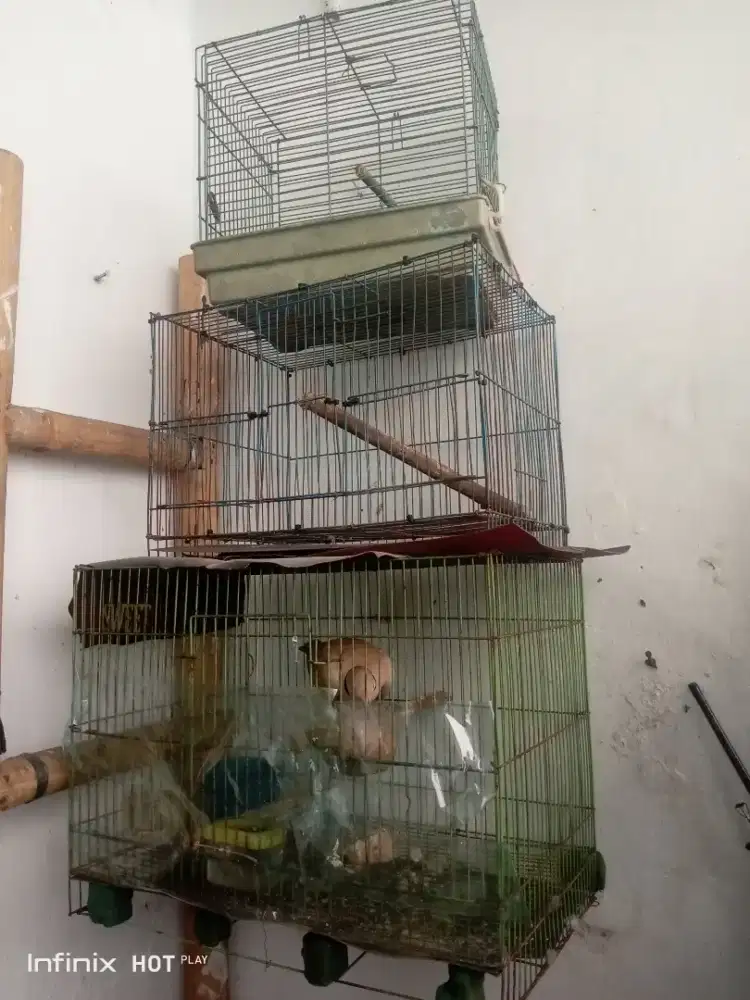 Jual burung puter+kandang.
