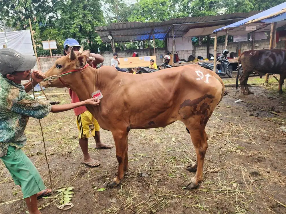 JUAL SAPI QURBAN MURAH & AMANAH SURABAYA