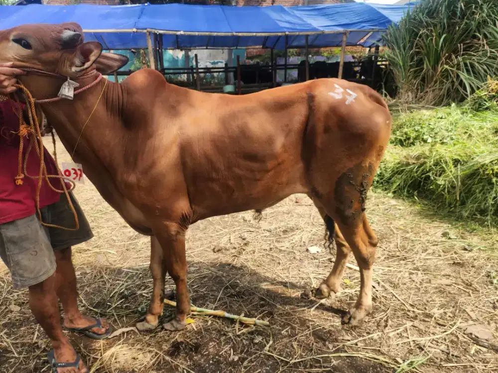 SAPI KURBAN MURAH SURABAYA
