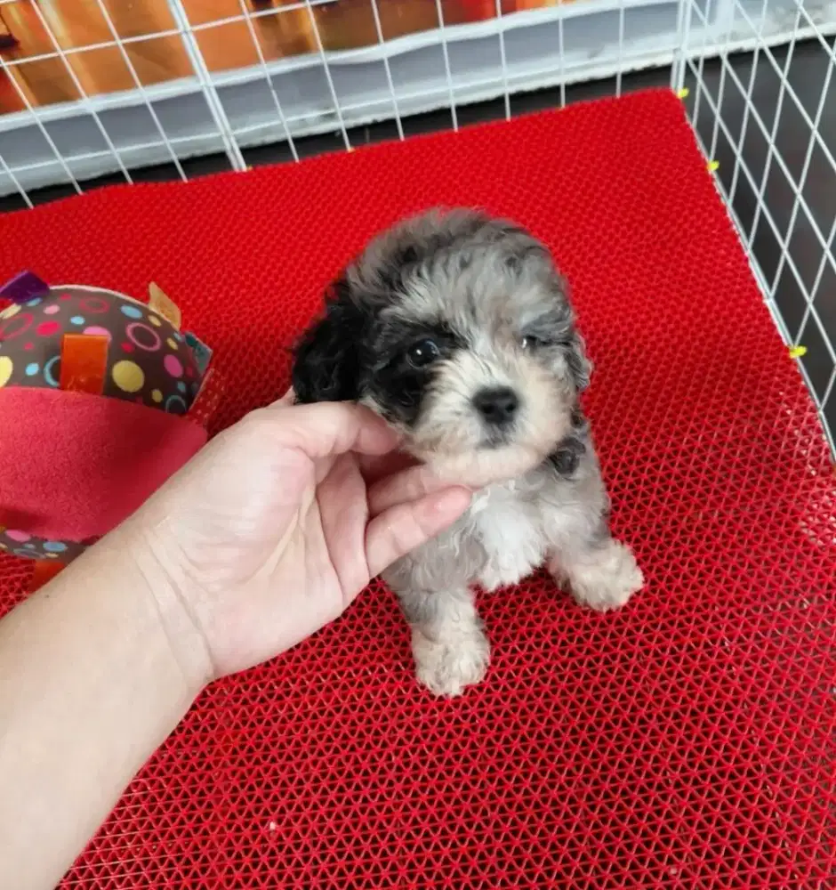 Anjing poodle x bichon merle