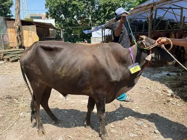 JUAL SAPI QURBAN MURAH & AMANAH SURABAYA