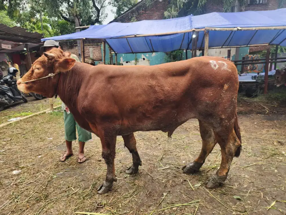 SAPI MURAH GRATIS JAGAL