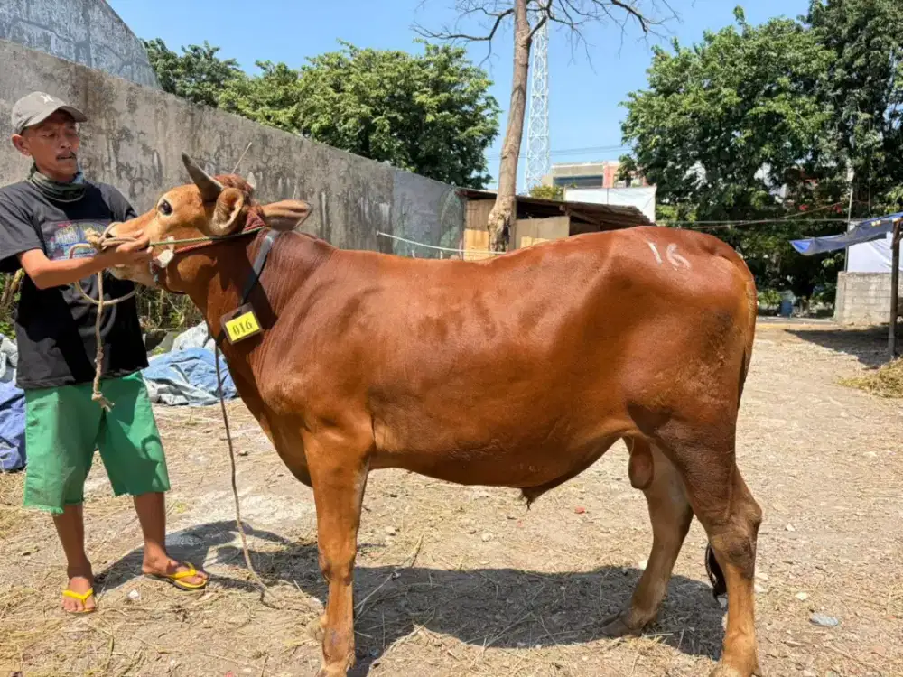 Sapi Qurban Surabaya Murah