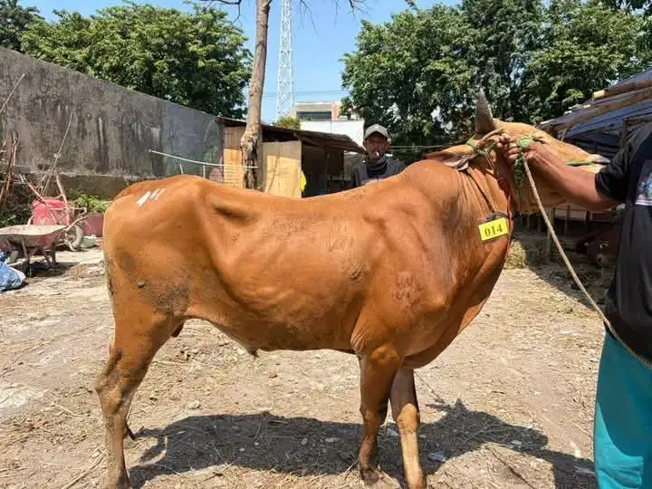 JUAL SAPI QURBAN MURAH & AMANAH SURABAYA