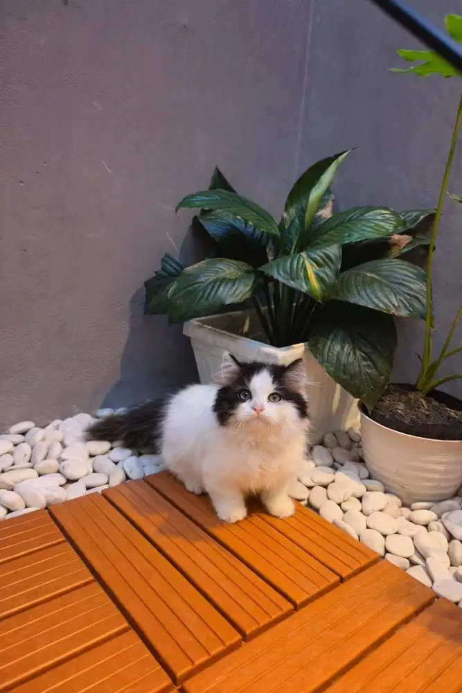 KUCING MUNCHKIN LUCU
