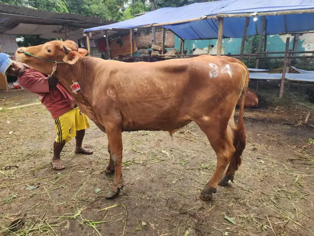 SAPI MURAH SURABAYA