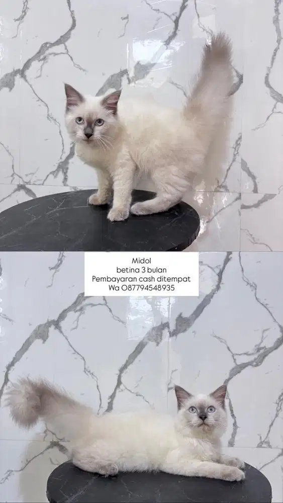 Kucing midol dan persia