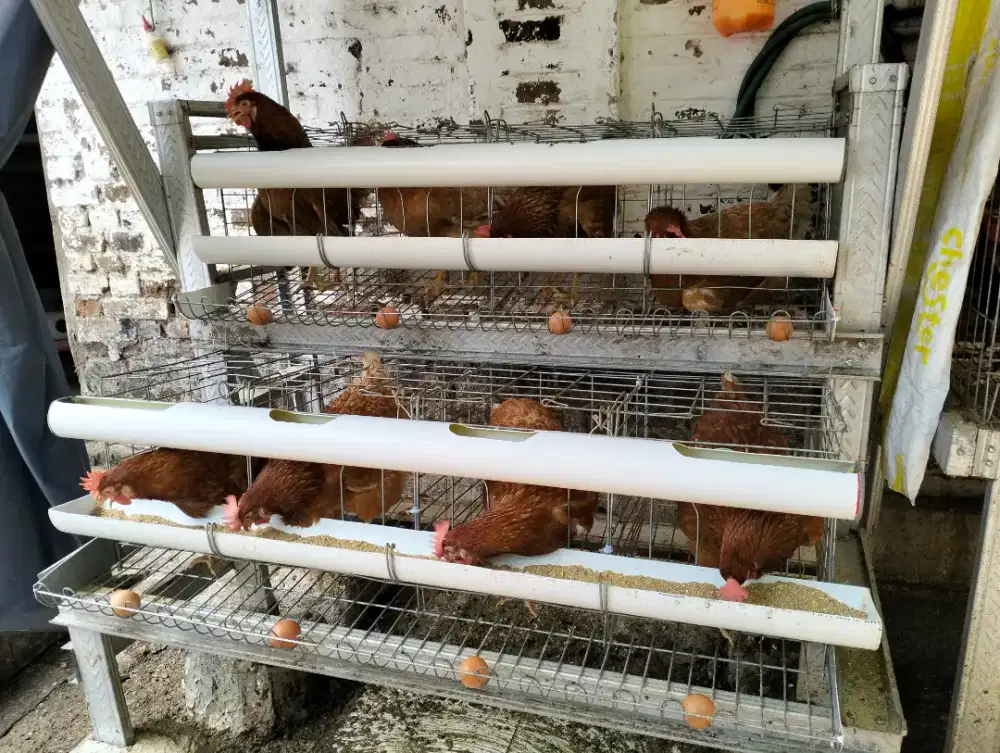 Ayam Petelur Sudah Bertelor
