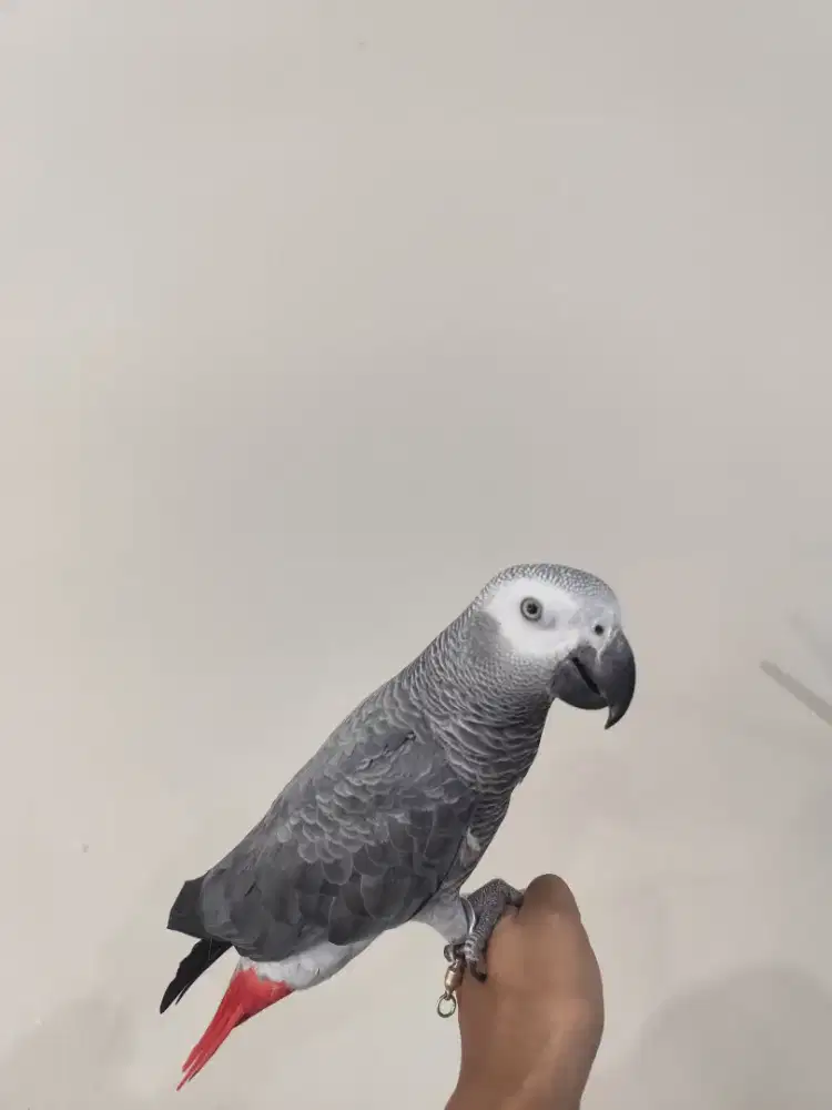 Burung afgrey jinak ngomong