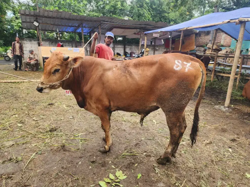 SAPI KURBAN MURAH