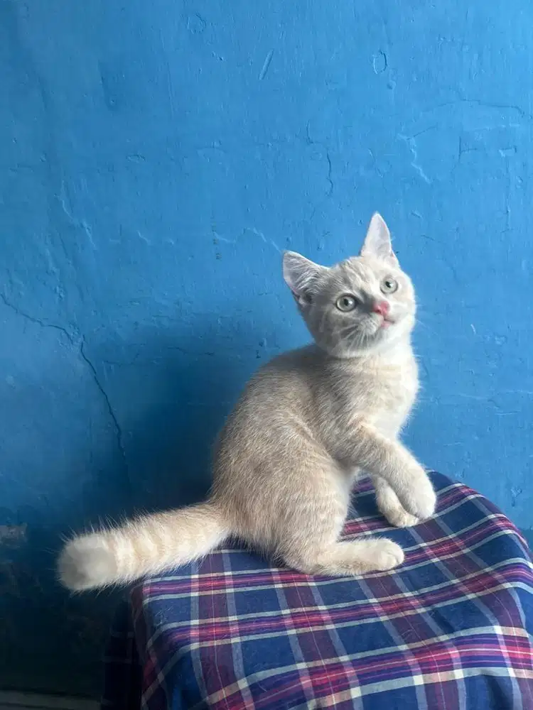Bsh golden cream