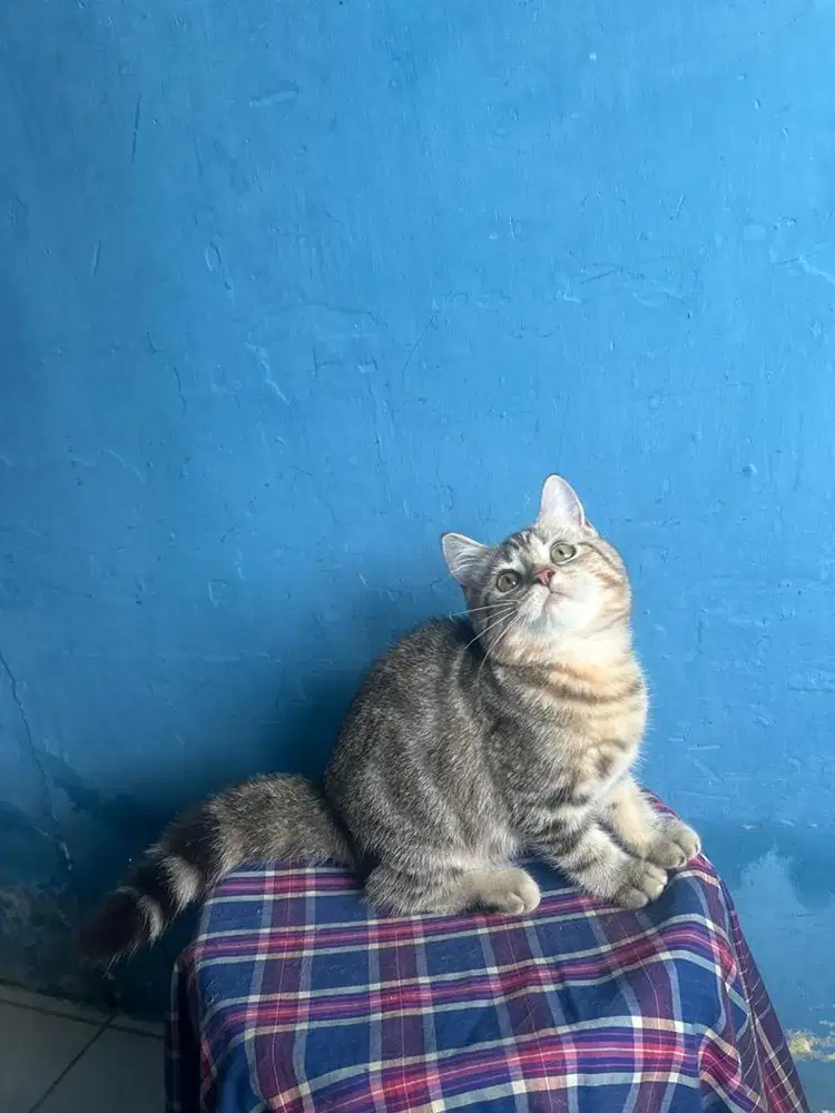 Kucing uya kuya ASH