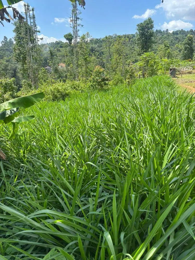 Jual Rumput Odot Pakan Ternak Siap Panen