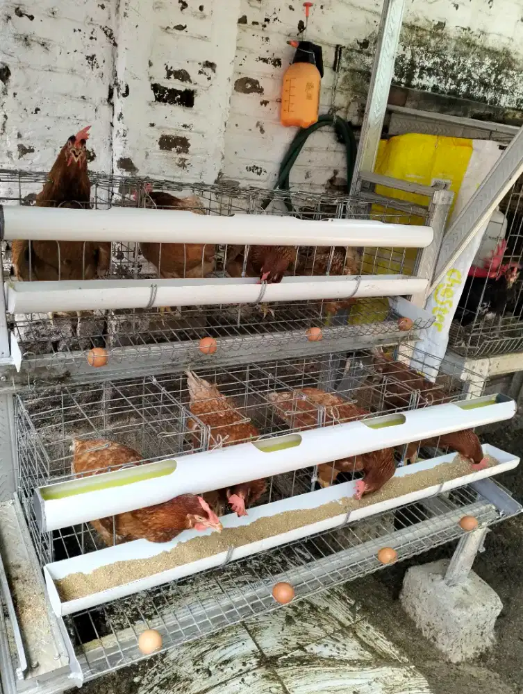 Ayam Petelor Sudah Bertelor