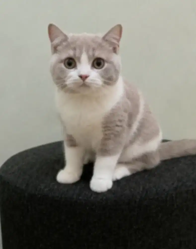 British shorthair betina