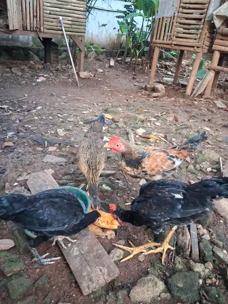 Ayam kampung muda usia 3bln+