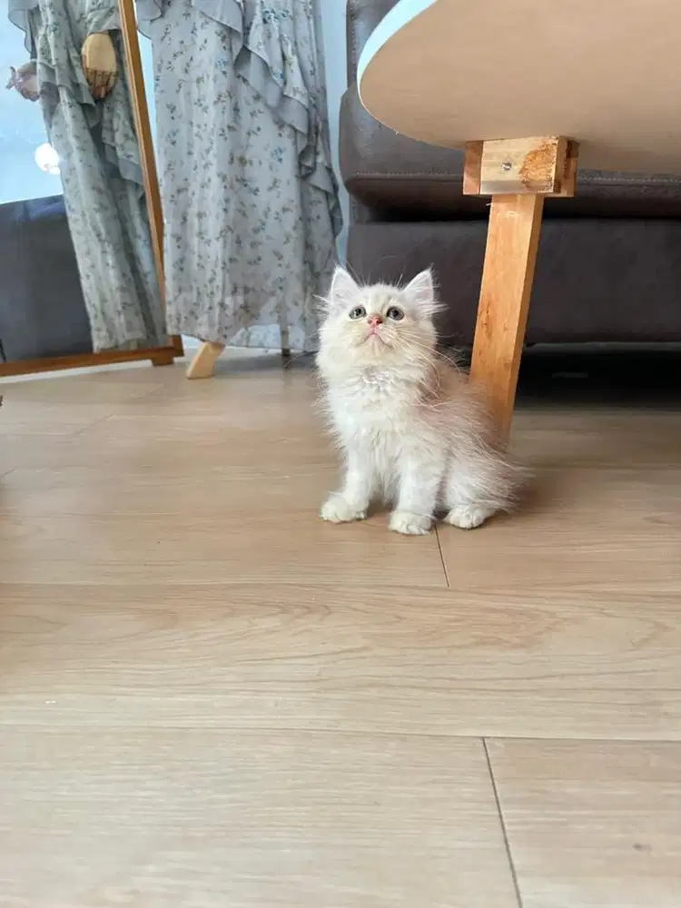 Kucing kitten persia medium jantan