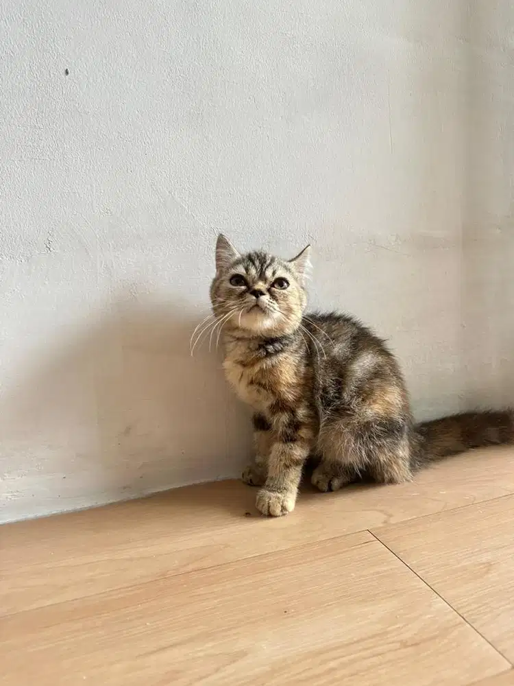 Kucing persia medium betina
