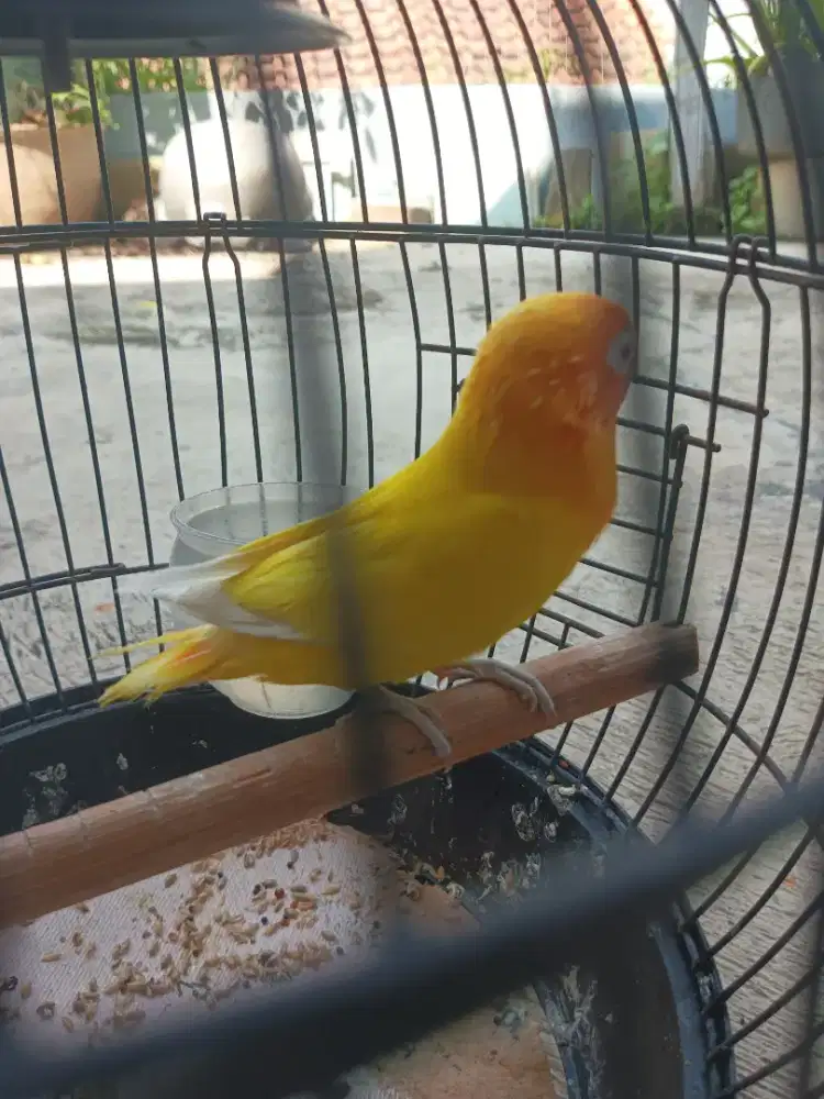 Lovebird lutino mata merah, jantan