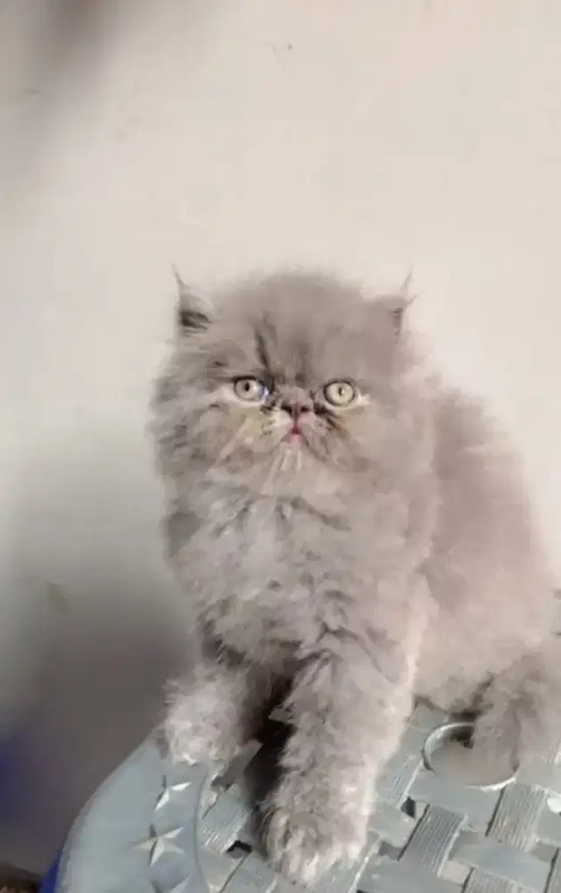 Lepas adopt peaknose