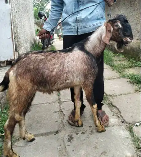 kambing jantan kiloan 40kiloUP timbang hidup siap hewan aqiqah 2026 ok