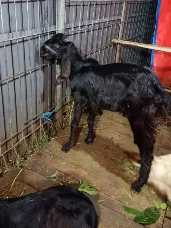 kambing jantan kiloan 40kiloUP timbang hidup siap hewan qurban 2026 ok