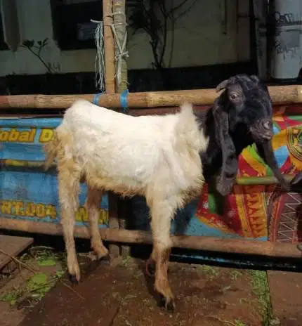 kambing jantan kiloan 40kiloUP timbang hidup siap hewan qurban 2026 ok