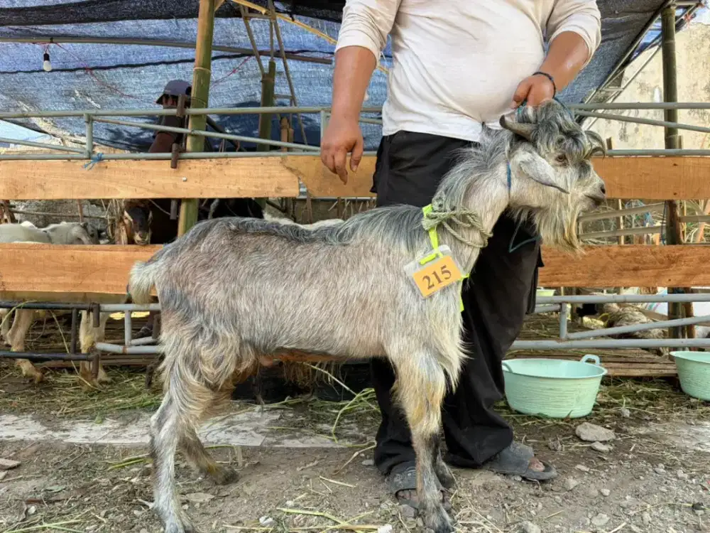 Kambing Murah Surabaya
