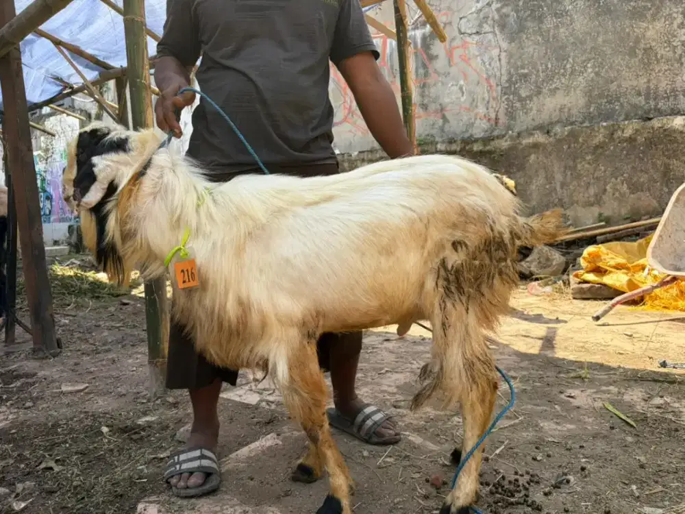 SEDIA HEWAN QURBAN MURAH SURABAYA